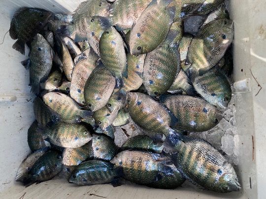 Karimeen harvest